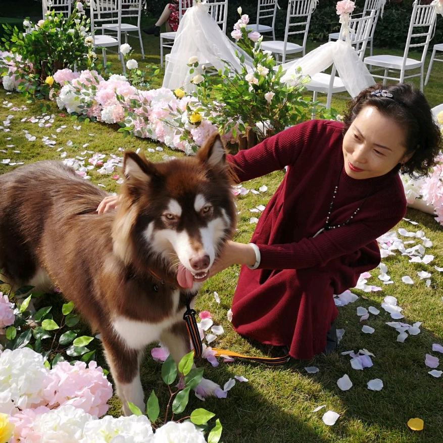 芙蓉花