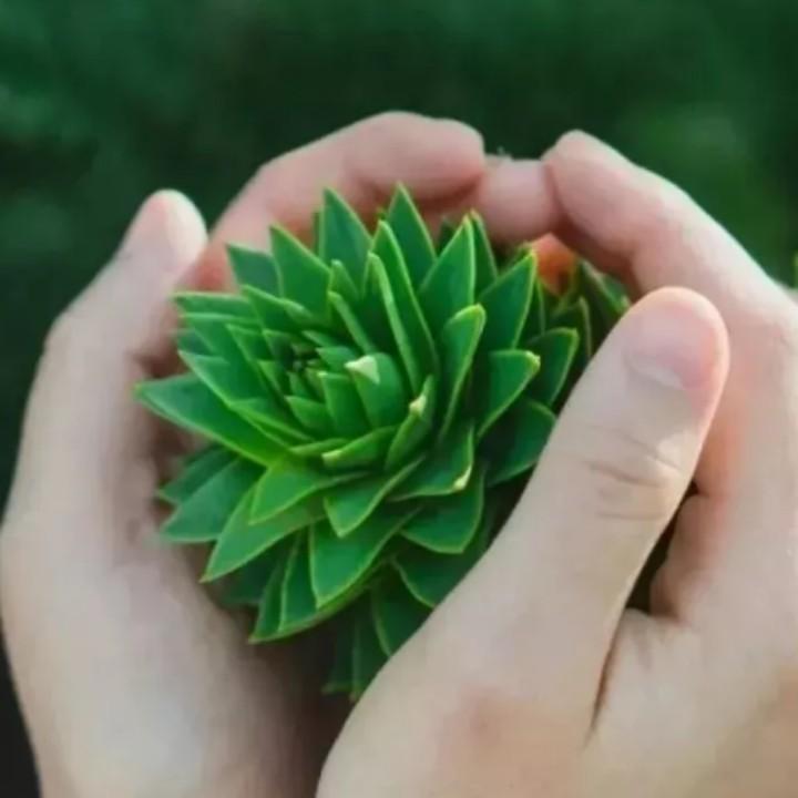 網