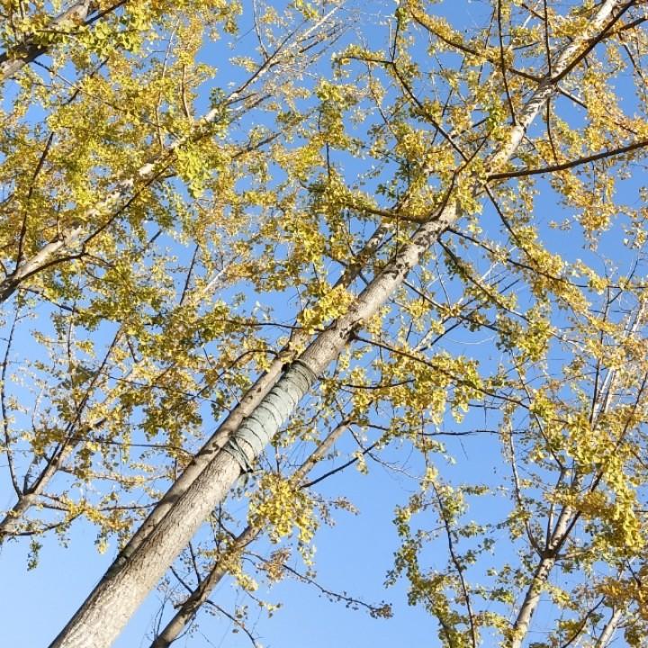 搬砖阿姨。