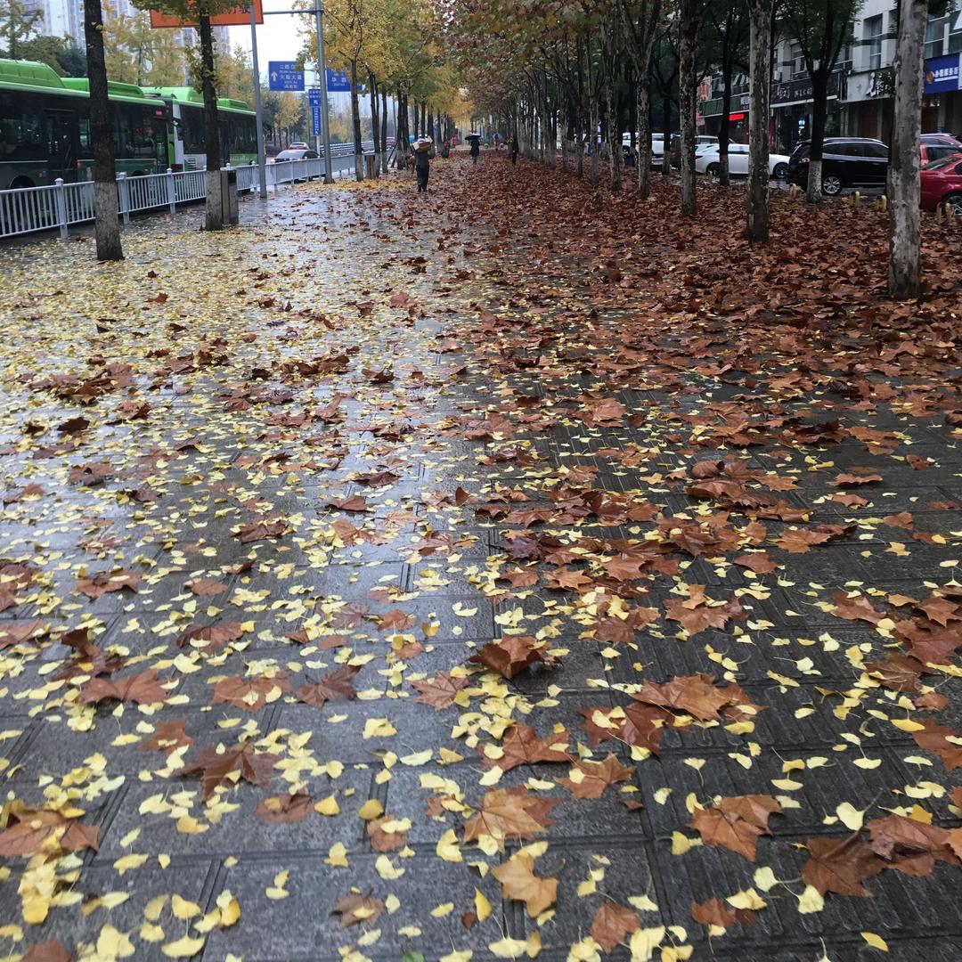 沙坪坝区碳火鱼羊坊