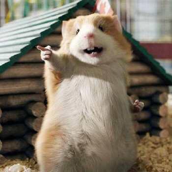 诚实可靠张二懒