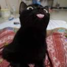 猫仔