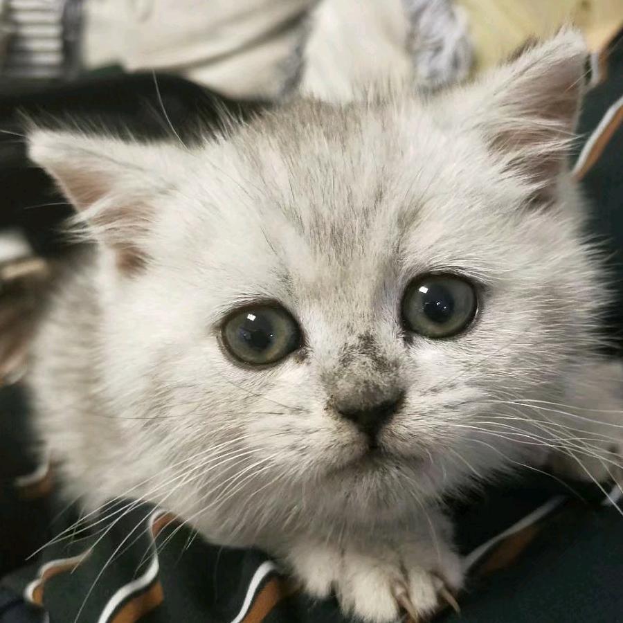 默妍希
