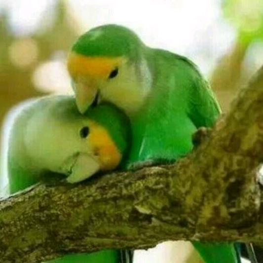 我若不坚强懦弱给谁看