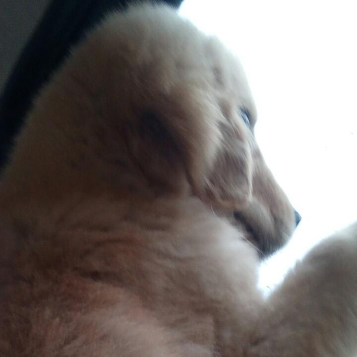 蒲公英的约定