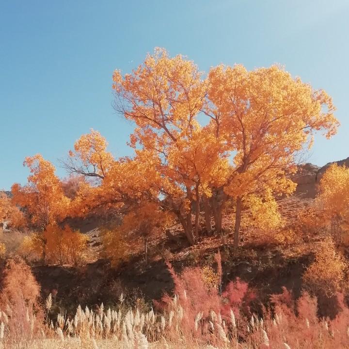 烬火余生