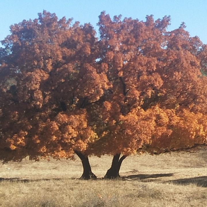 健康会友~荞都美酒