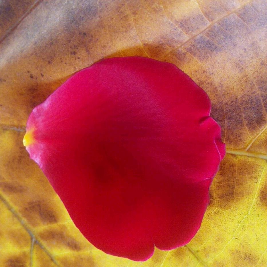 @🍂🌸迷失的自我