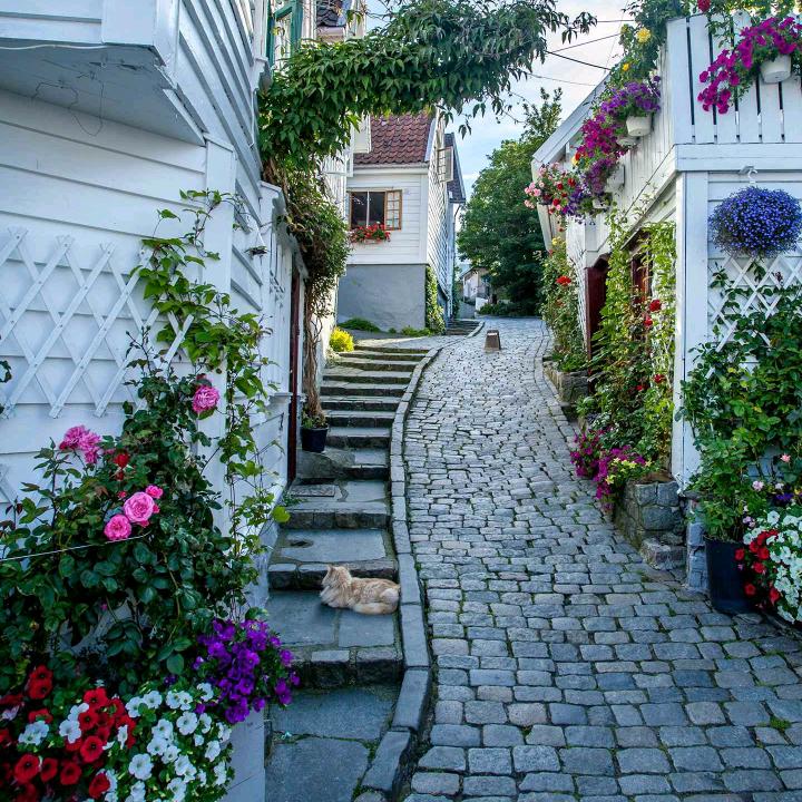 @涛保定徐水鲜花批发💐