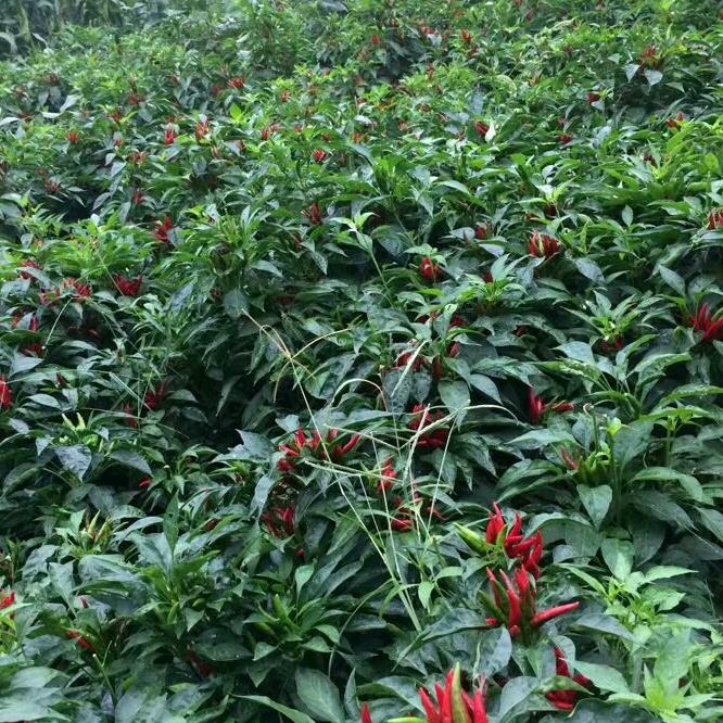 声雨竹折扣店金菊