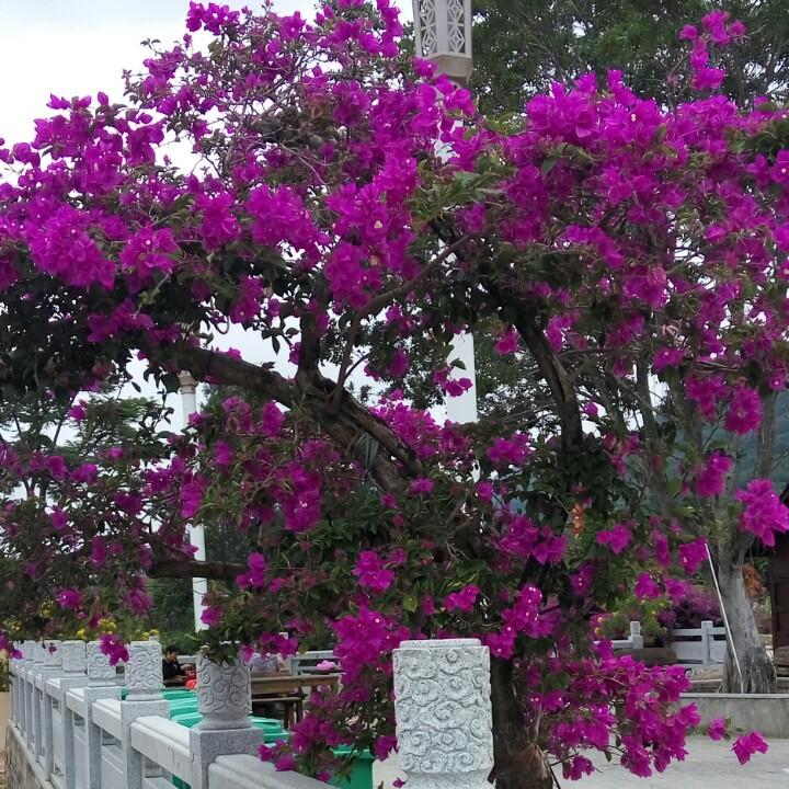 我不是淑女，但一定是家庭妇女