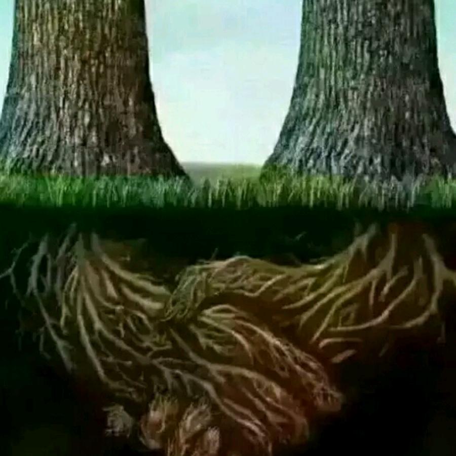 来生缘