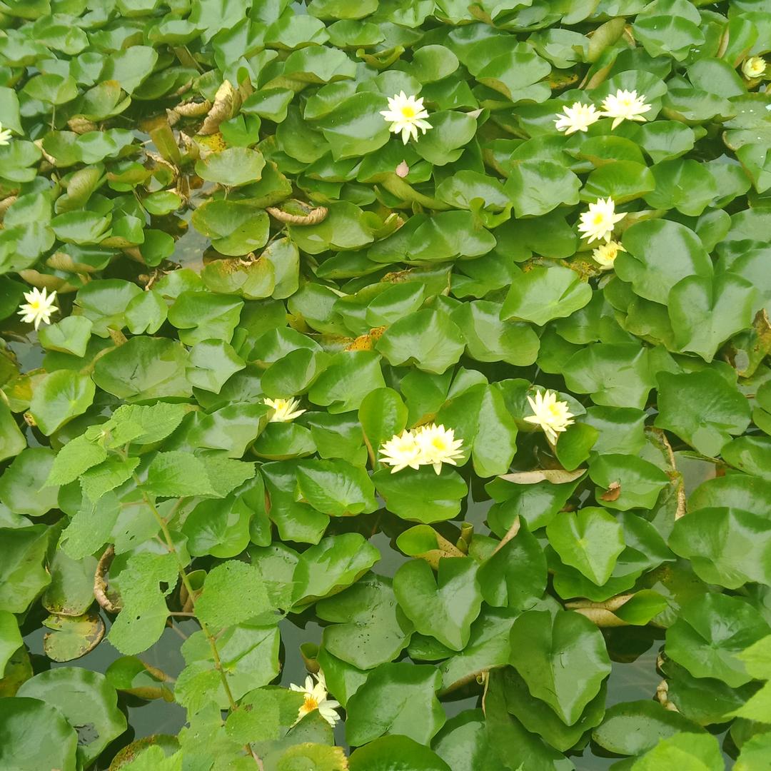 惜爱