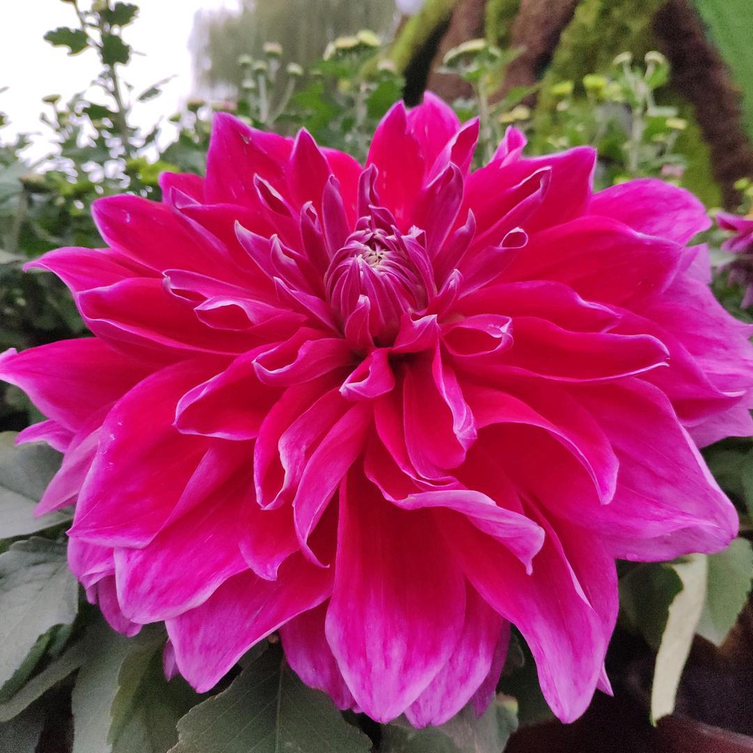 花香难留