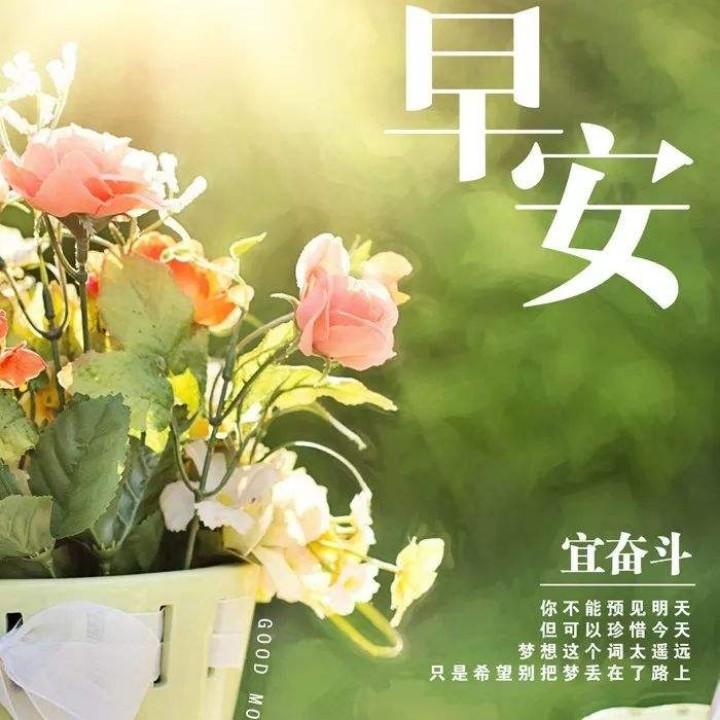 凤栖梧桐一只猫