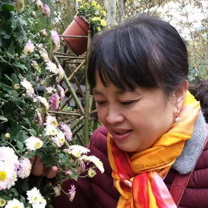 兰花草