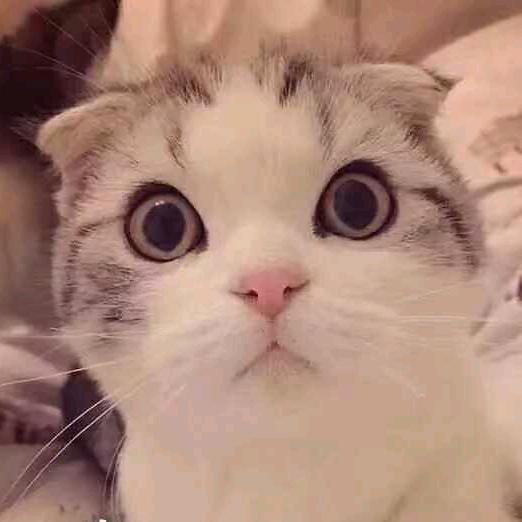 慢慢专属