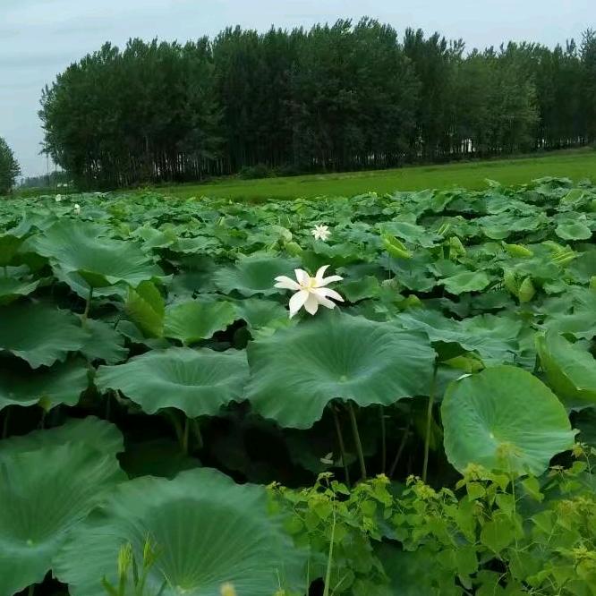 荷