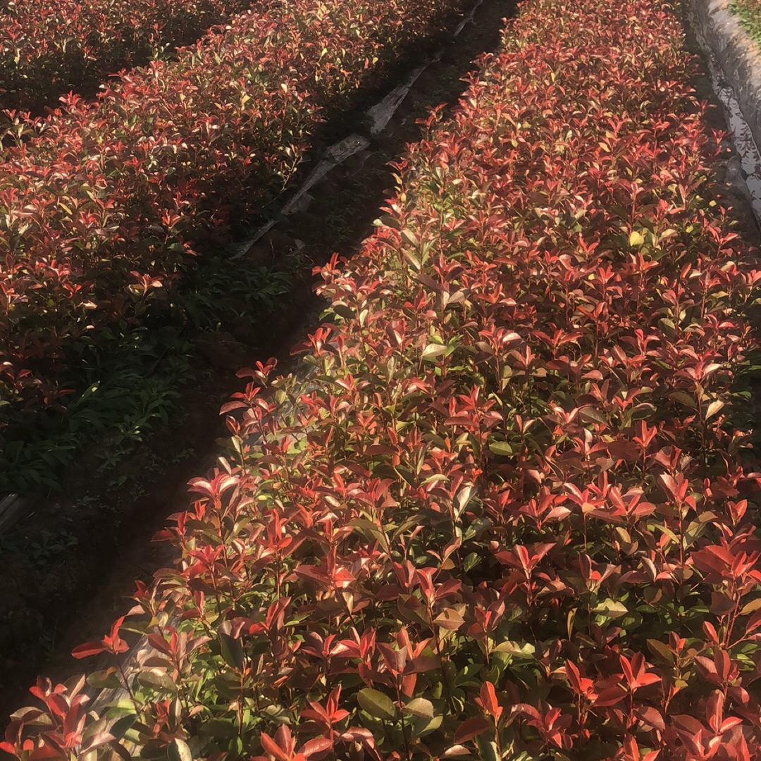 来安县王一飞农作物种植专业合作社