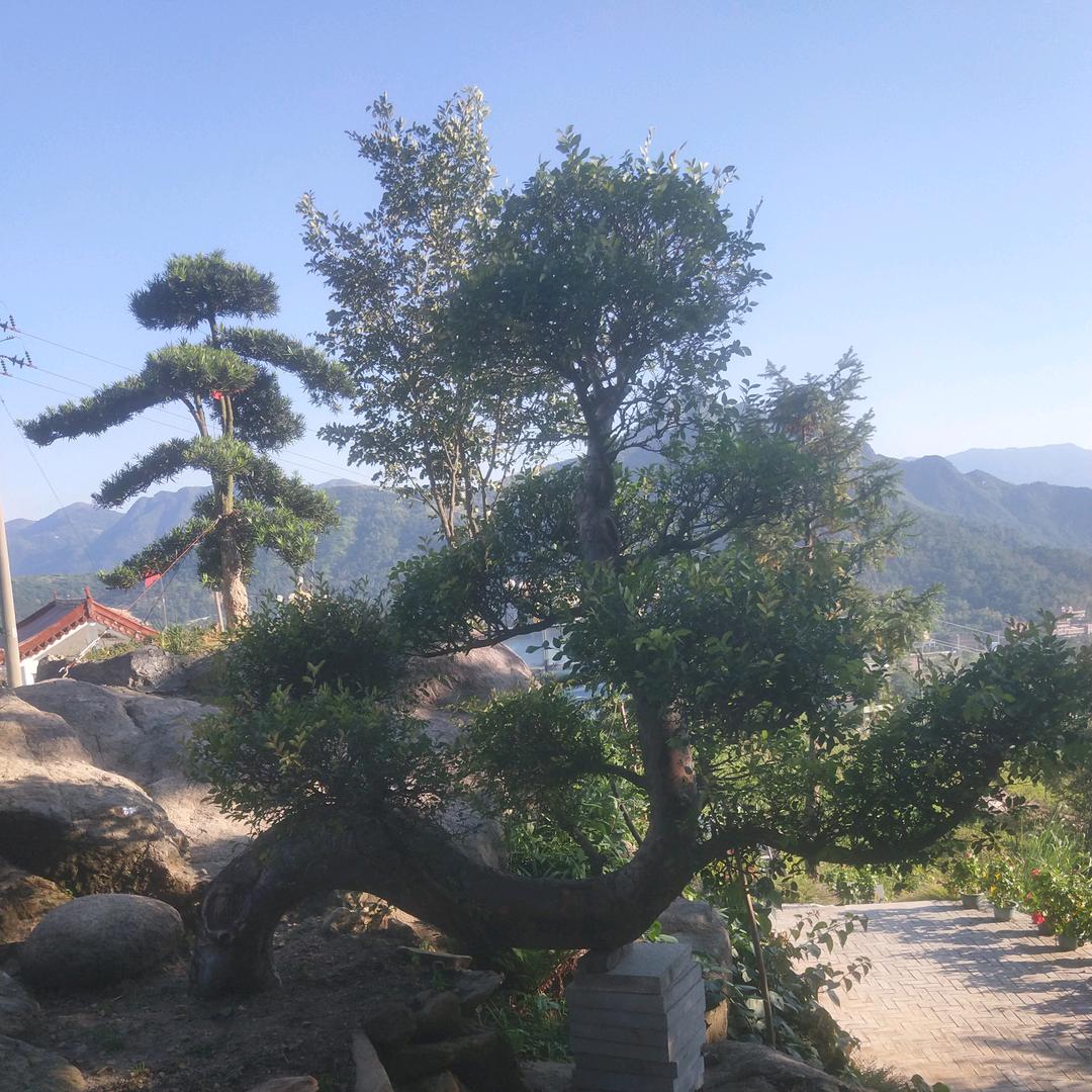 千里独行