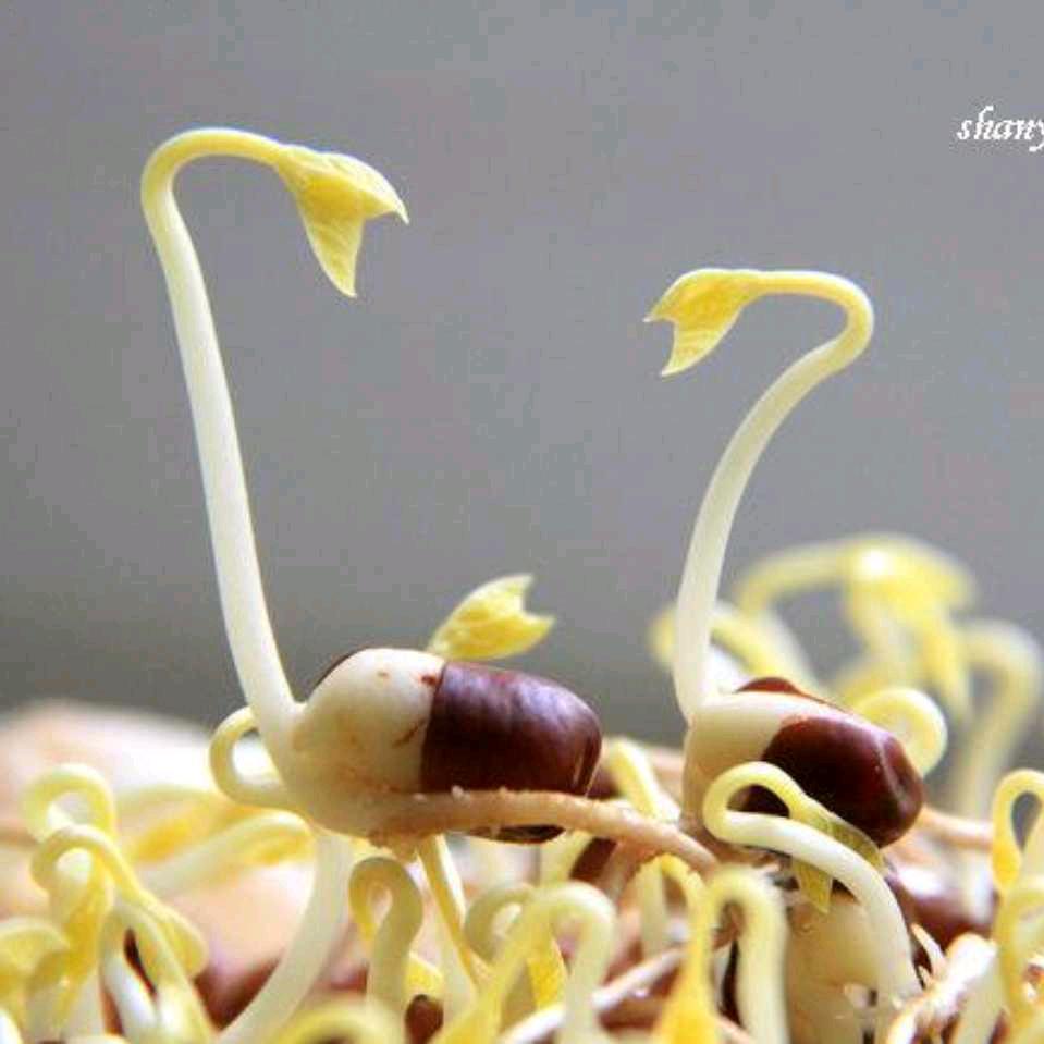李豆芽
