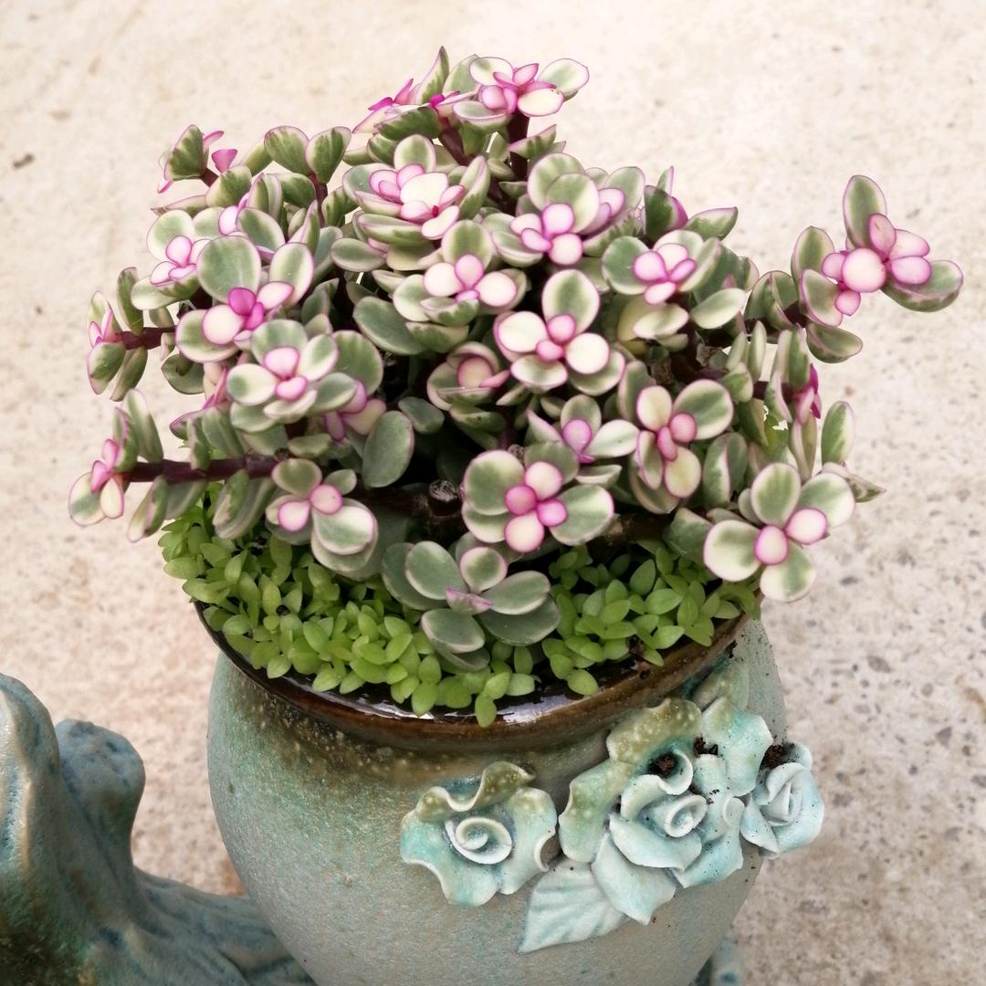 爱家花卉市场王姐