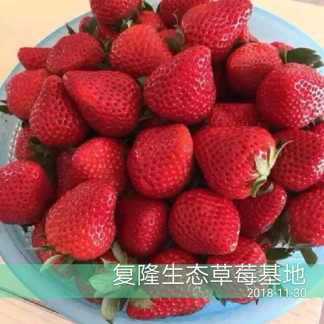 爱诚草莓一个被农业整傻的人
