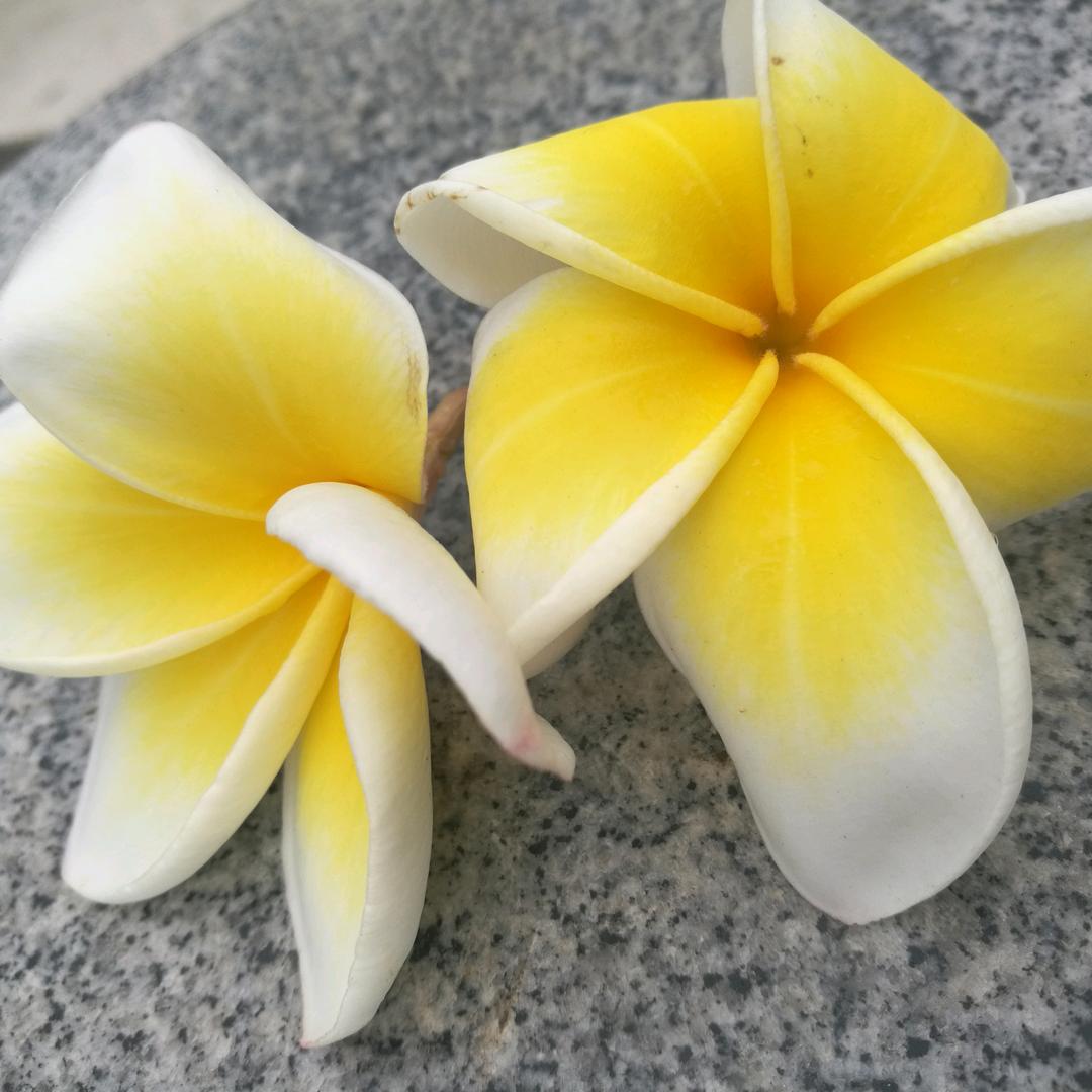 南风知我意