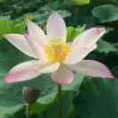 芳姐