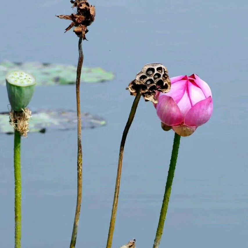 苏州东山小鱼娘农产品