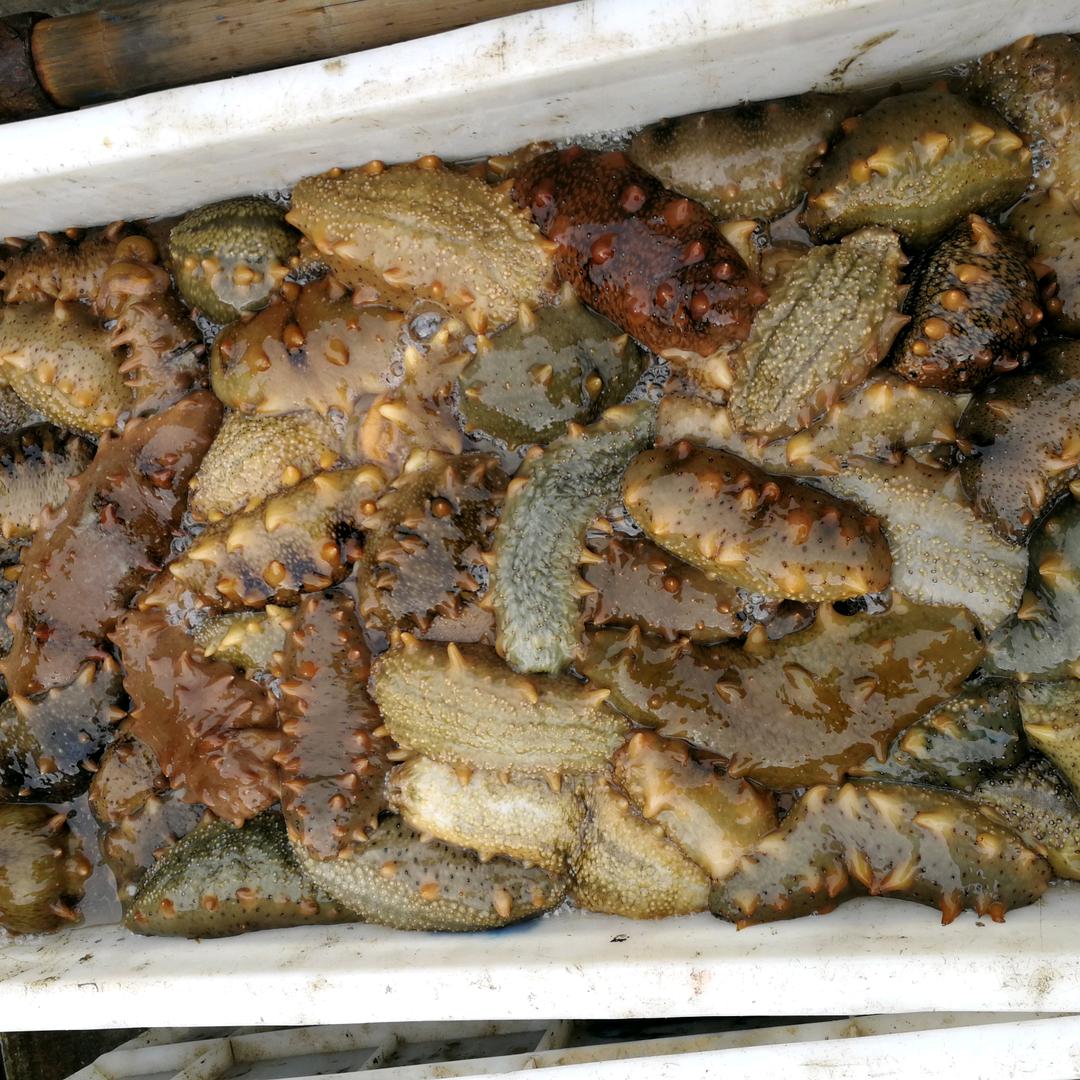 长岛德峰野生海参鲍鱼