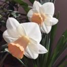 阳光下的花朵