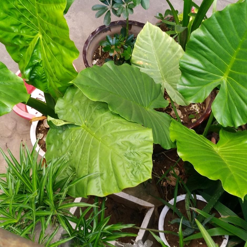 胖德•圆不隆冬