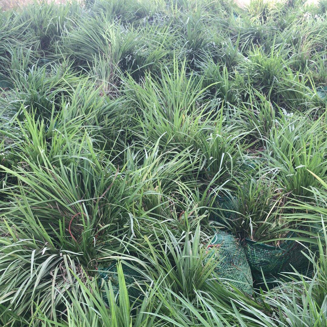 山东曹县旗辉麦冬苗基地