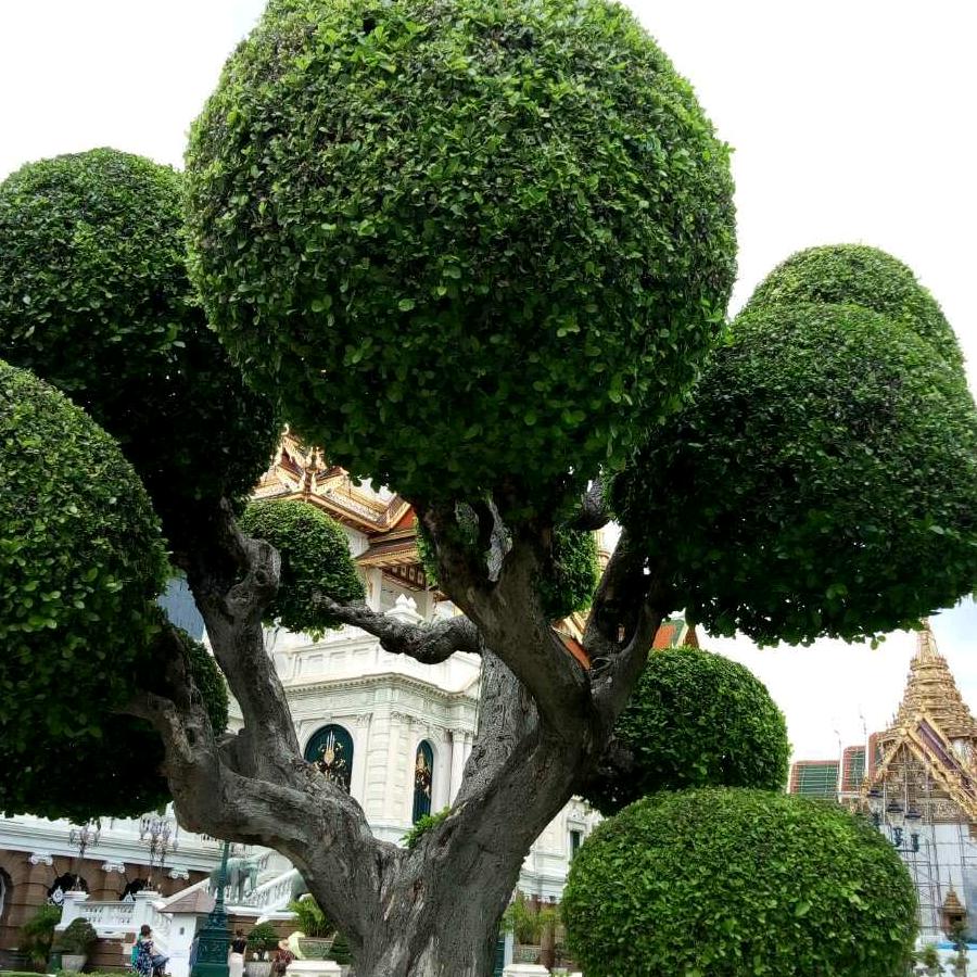 李家烧饼