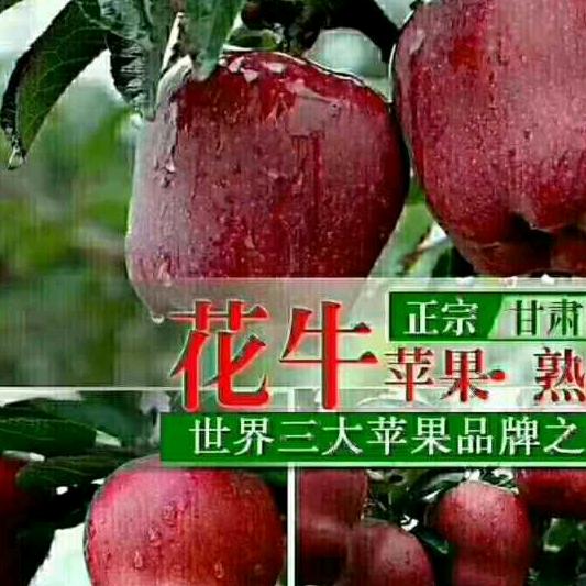 啊勇花牛苹果代办