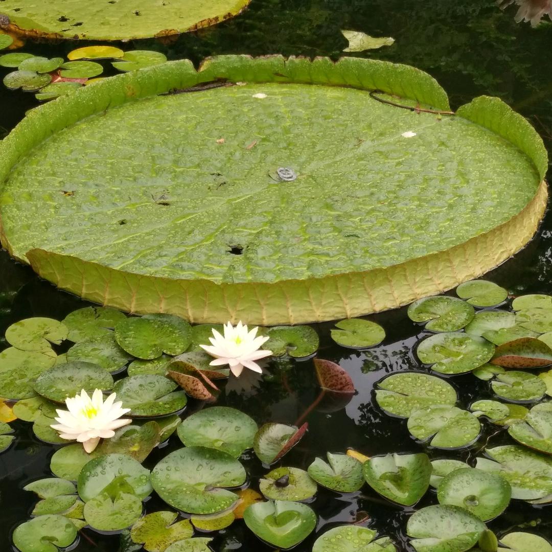 飞虎