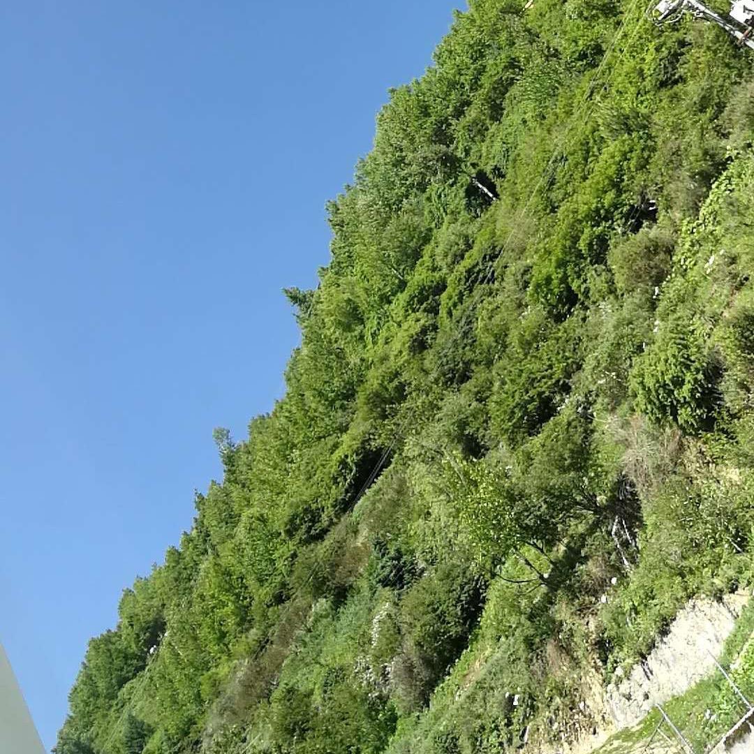 飞扬  洪荒魍魉
