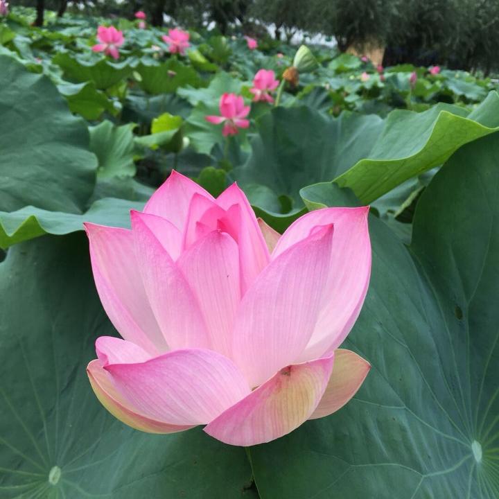 手机彩铃怎么设置