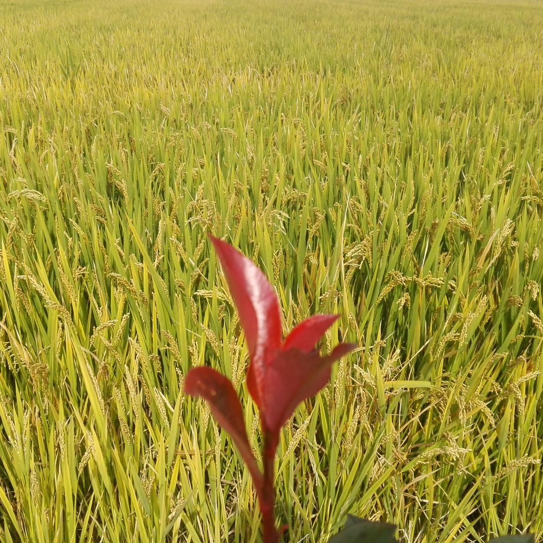 简单“爱”’i