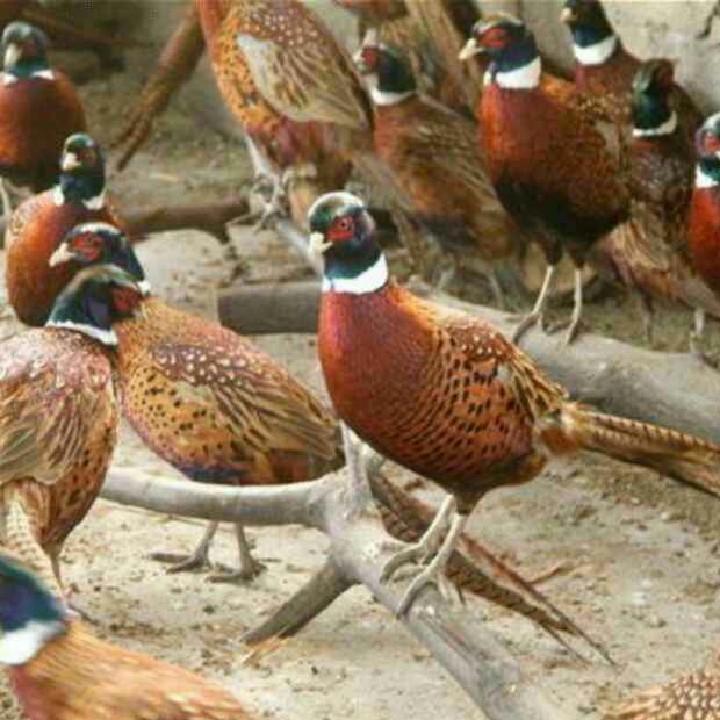 滨海养殖七彩山鸡，老@鸭