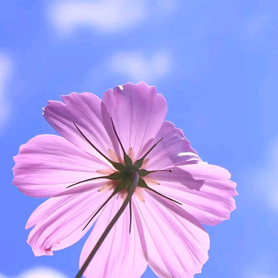 平安
