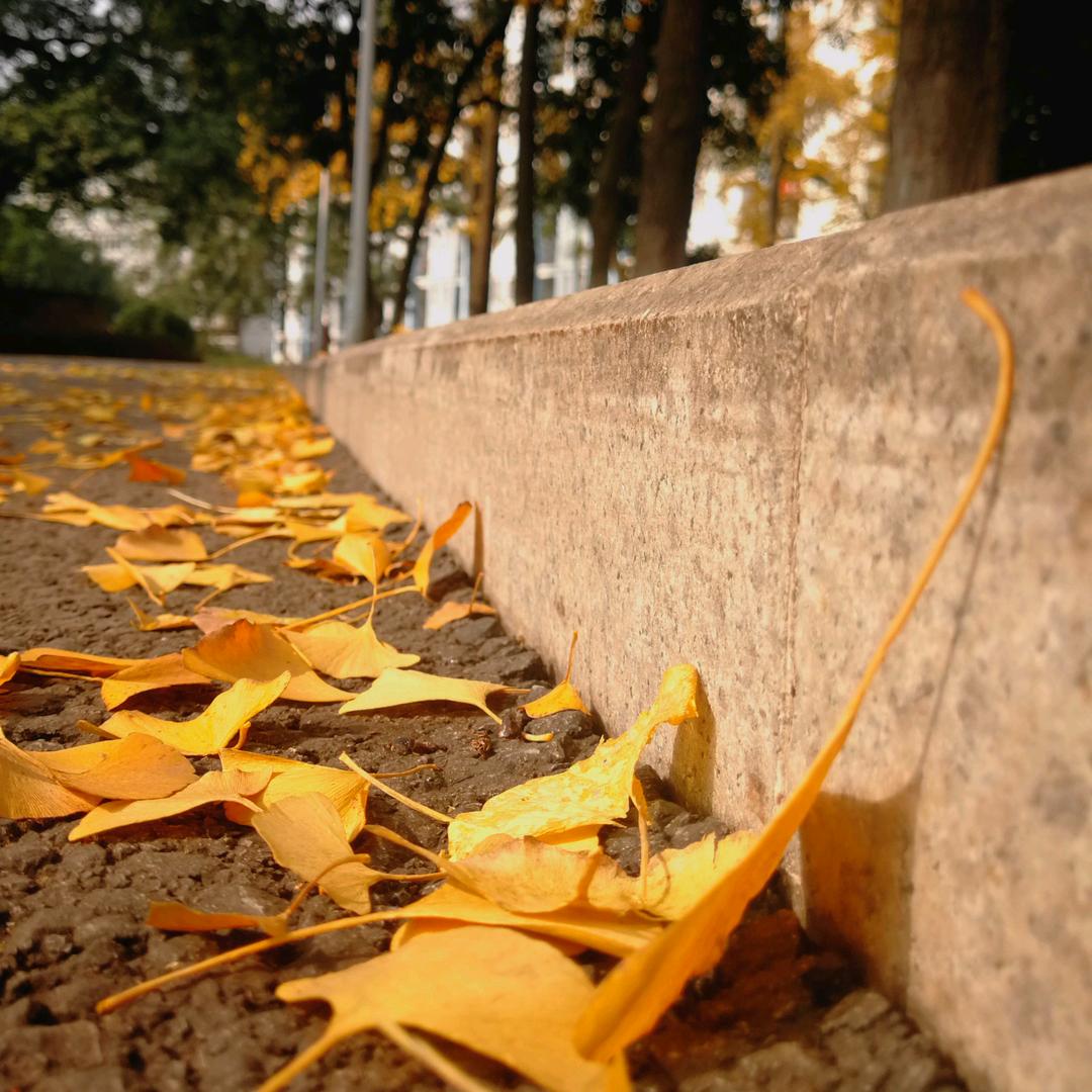 会飞的鱼 &ℬᎯℬᎽ