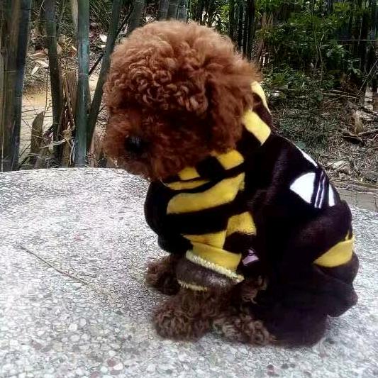 Amiceヽ回忆说晚安