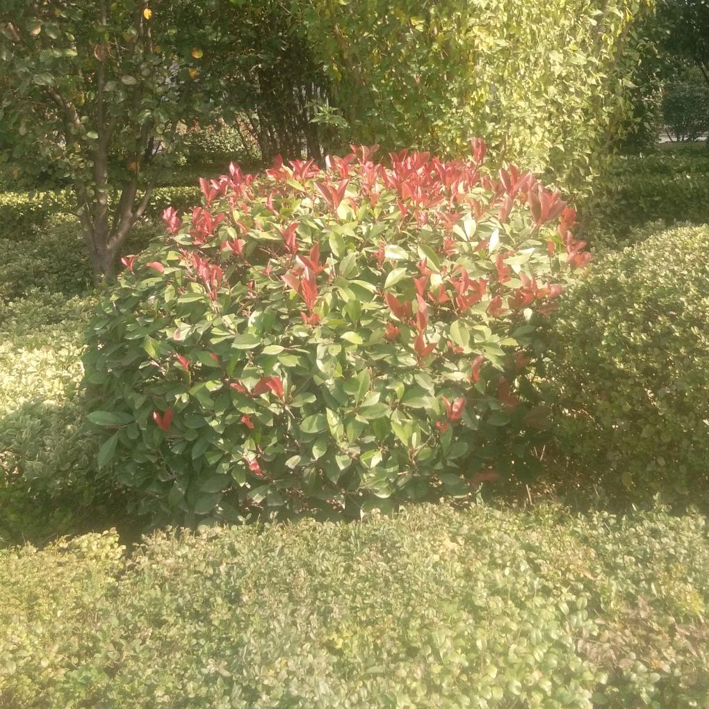 习惯有你