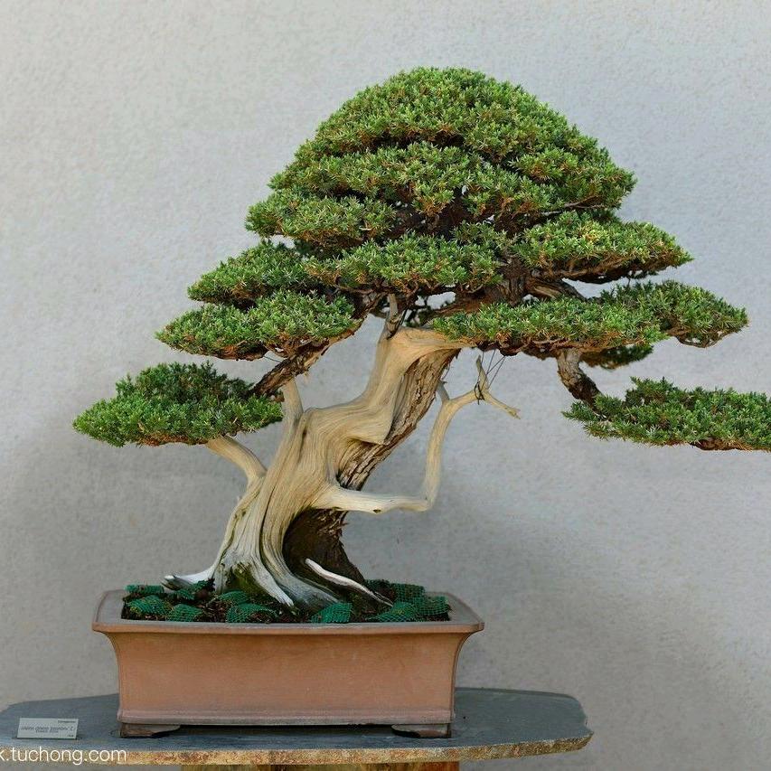盆景艺术邹文杰