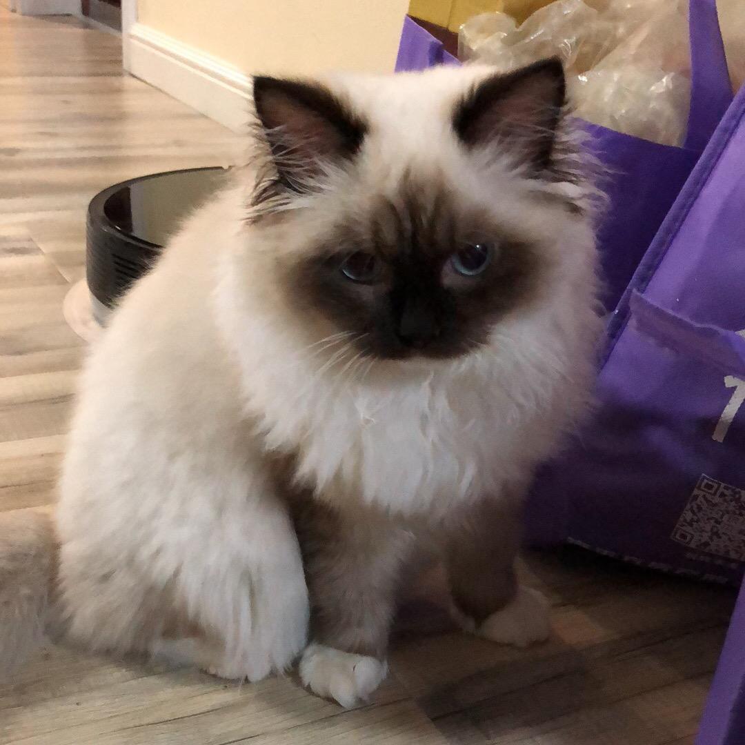 松松家🐱