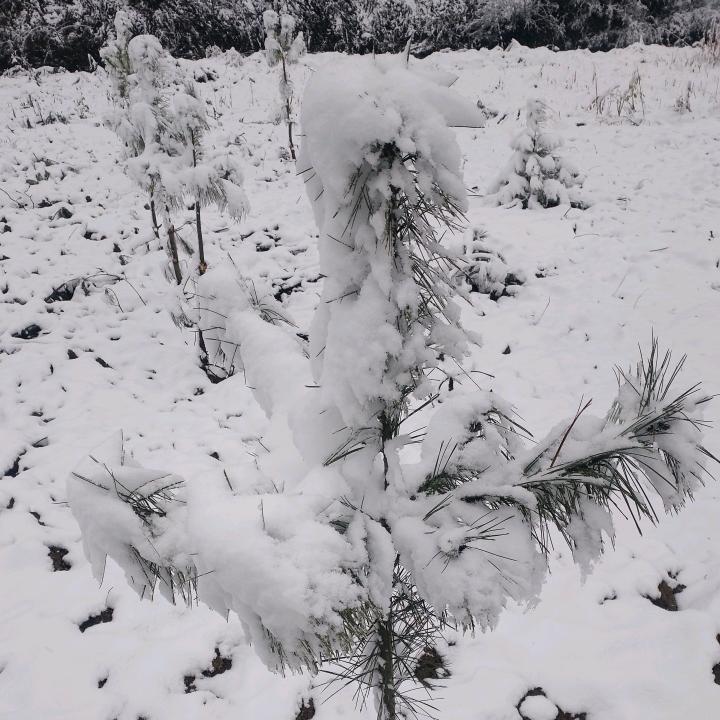 霸者