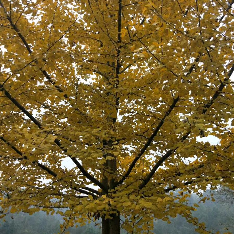 幸福之约…华仔