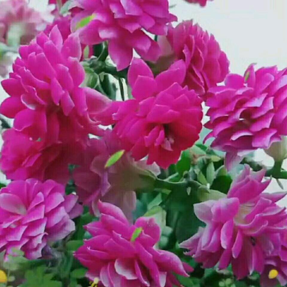 珍珍